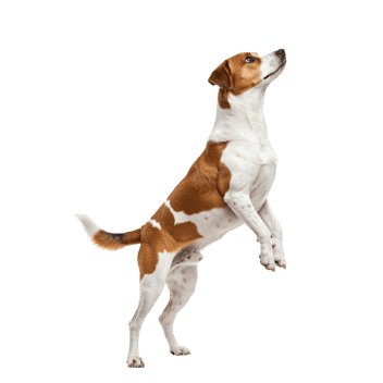 Dog standing on hind legs looking upwards