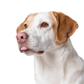 Happy dog with tongue out, brown and white fur