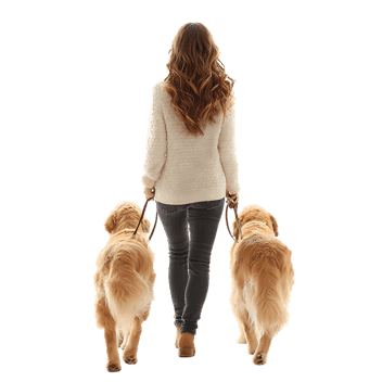 Rear view of a woman walking two golden retriever dogs264.