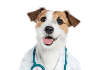 Adorable dog in a doctor&#39;s coat