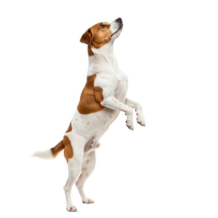 Jack russell terrier standing on hind legs